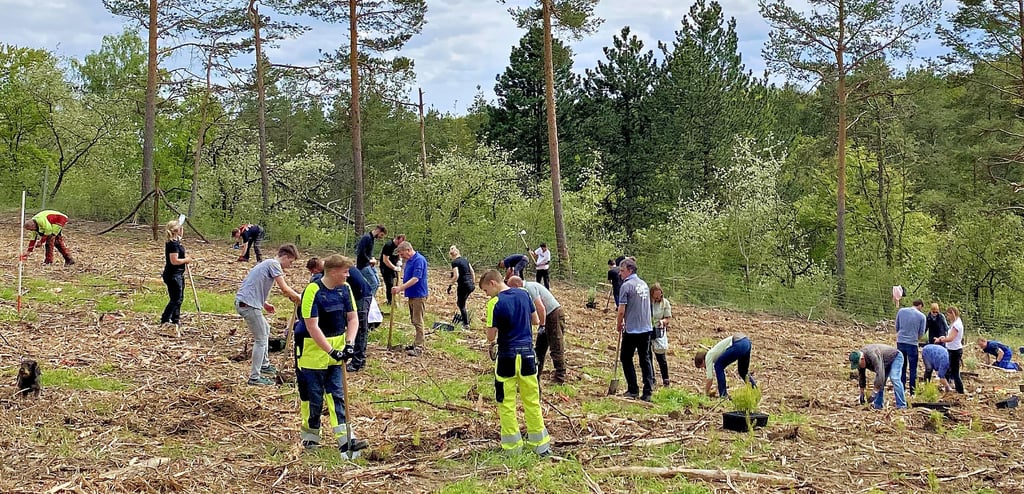 Halberstadtwerke-Mitarbeiter, ihre Angehörigen, ukrainische Flüchtlinge, Forstarbeiter sowie Mitarbeiter des Landkreis pflanzten in einer Gemeinschaftsaktionn an einem Nachmittag gut 1000 neue Bäume auf einer Kahlfläche im Huy.
