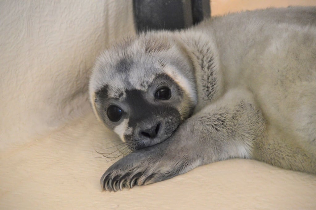 Heuler Meike in der Seehundstation Friedrichskoog.