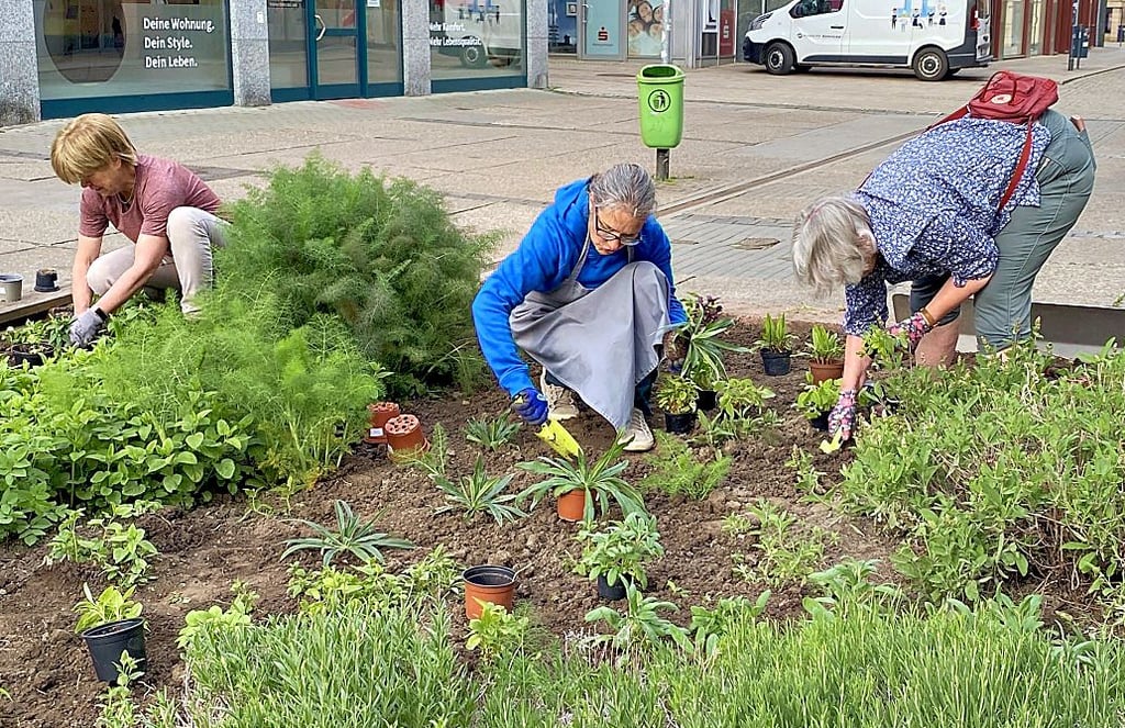 264 Jungpflanzen wurden nun in die drei Beete auf dem Breiten Weg in Halberstad gesetzt.