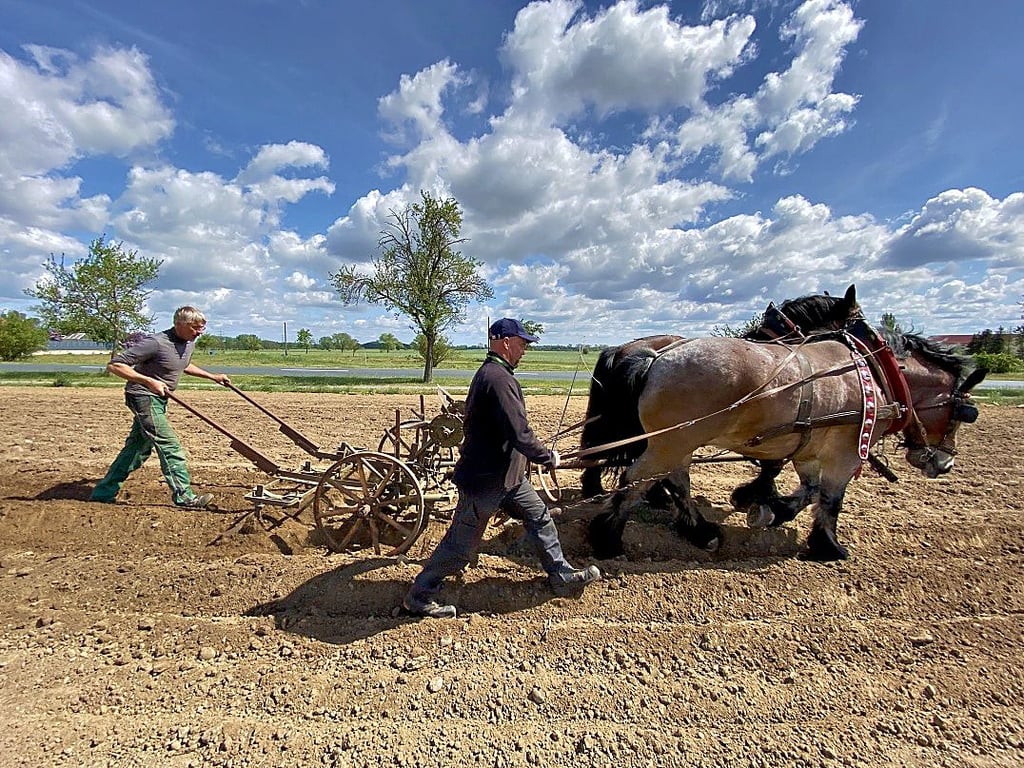 Mit Pferden und historischer Landtechnik wurde der Boden für die Pflanzkartoffeln gelocht, gehäufelt und gestriegelt.