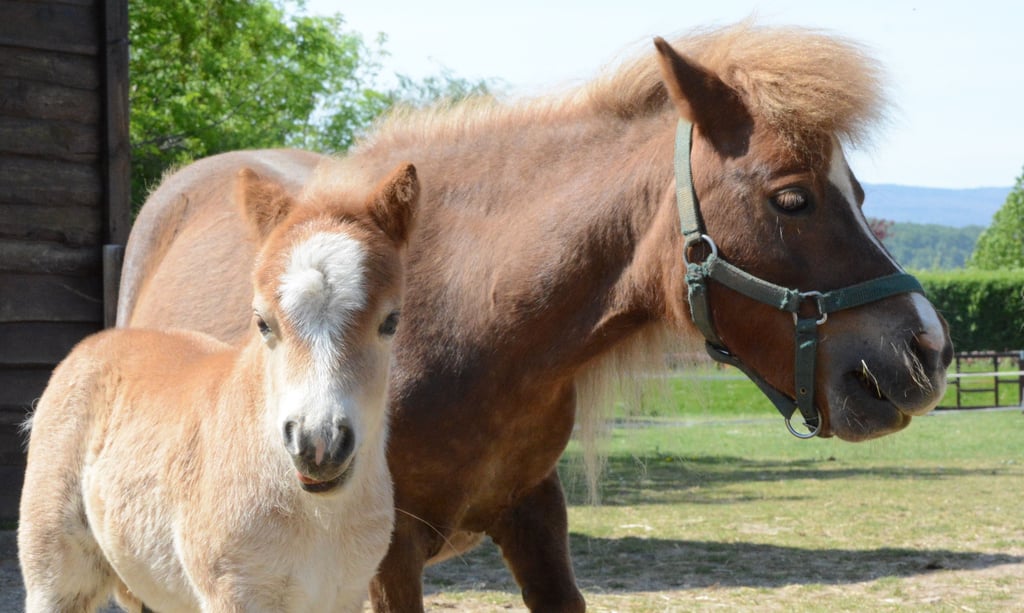 Nachwuchs bei den Minishetlandponys im Wernigeröder Bürgerpark: Stute Maja hat am Muttertag (8. Mai) ein Hengstfohlen geboren.