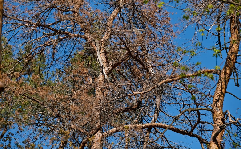 In der Dölauer Heide leiden die Bäume unter der langen Trockenheit. Hier zeigt sich bereits jetzt die Wirkung des Klimawandels.