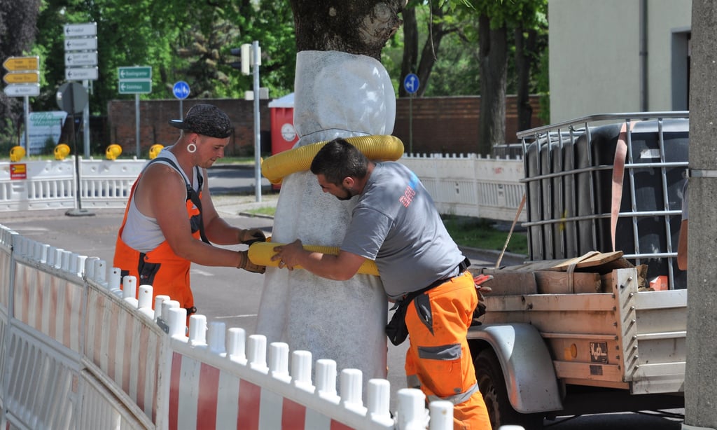 Eine der ersten Tätigkeiten der Bauleute in der Großen Schulstraße: sich um den Schutz der Bäume kümmern.