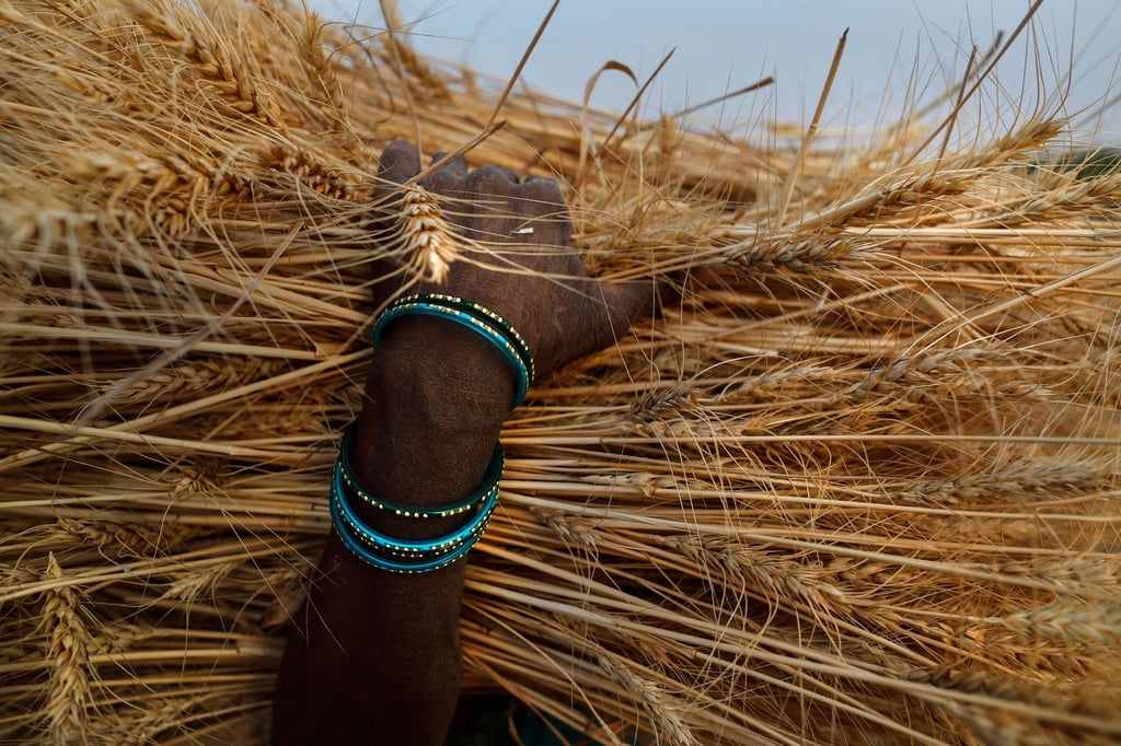 Ein Bauer im indischen Bundesstaat Uttar Pradesh mit einem Bündel Weizenähren in der Hand. Der zweitgrößte Weizenproduzent Indien hat den Export von Weizen mit sofortiger Wirkung verboten.