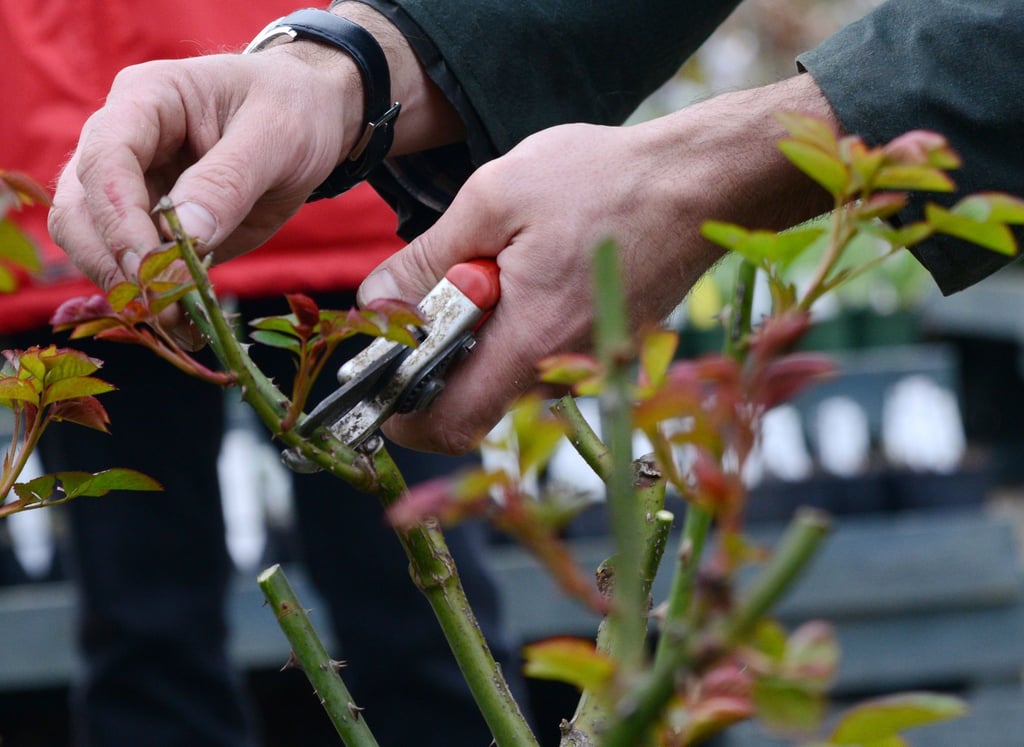 Der Rückschnitt der Rosen sollte ungefähr zur Zeit der Forsythienblüte erfolgen. Früher könnten die Rosen sonst Frostschäden erleiden.