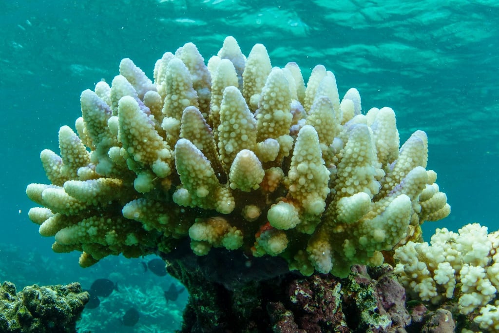 Ein Großteil der Korallen, die im Townsville/Whitsunday-Verwaltungsgebiet des Great Barrier Reef leben, ist bereits ausgeblichen.