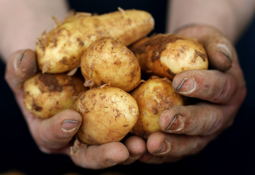 Frühkartoffeln haben eine dünne Schale und einen geringeren Stärkeanteil.