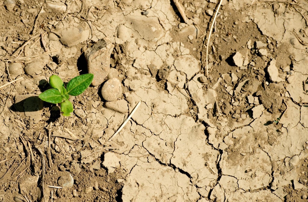 Bäuerinnen und Bauern warten, dass es regnet. Denn ohne Wasser wachsen keine Pflanzen. Die ausbleibenden Niederschläge stellen die Landwirtschaft vor Probleme.