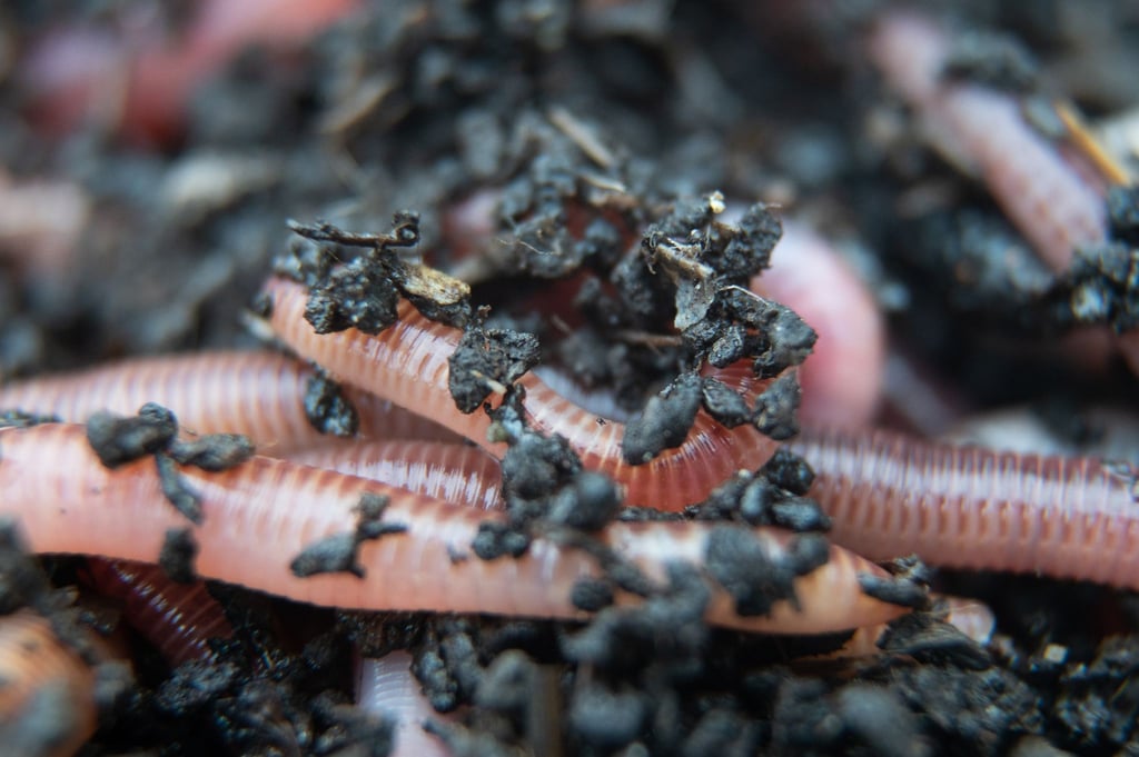 Ein Regenwurm für den Kompost liegt beim Wurmzüchter Bestworm in einer Kiste mit Erde.