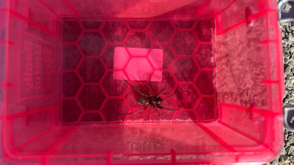 Eine riesige Spinne hat sich während der Fahrt auf der Autobahn 7 im Wagen einer Frau abgeseilt.