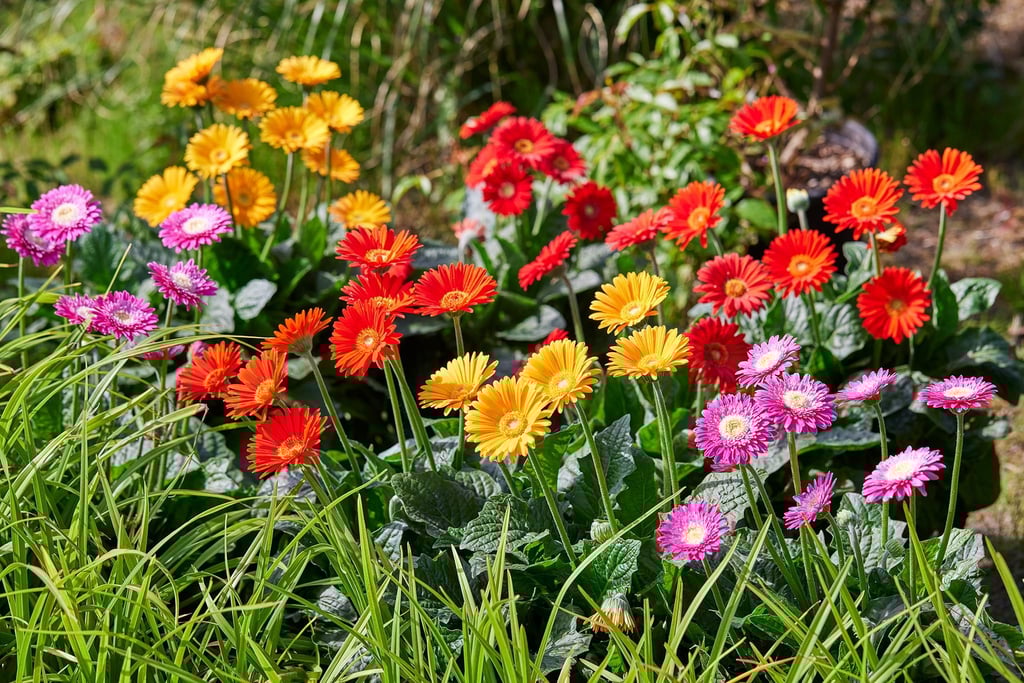 Erhältlich unter dem Aktionsnamen „Sunny Sisters“: Diese Garten-Gerbera hat der Bayerische Gärtnerei-Verband zu seiner „Pflanze des Jahres 2022“ gewählt.