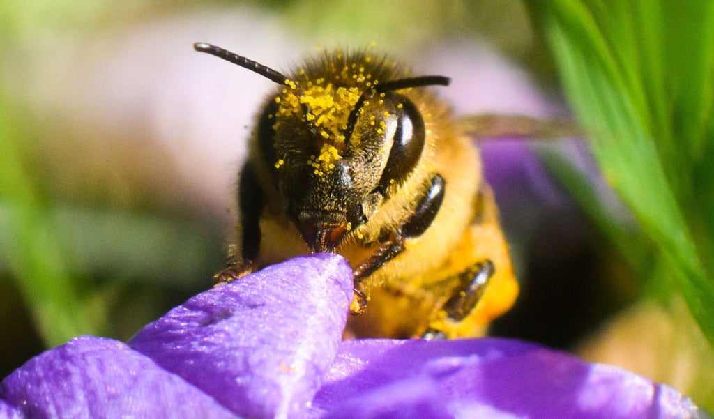 Bienen haben einen Flugradius von zwei bis vier Kilometern. Gibt es innerhalb dieses Radius' eine bestimmte vorherrschende Blütensorte zum sammeln, kommt es zu einem Sortenhonig.