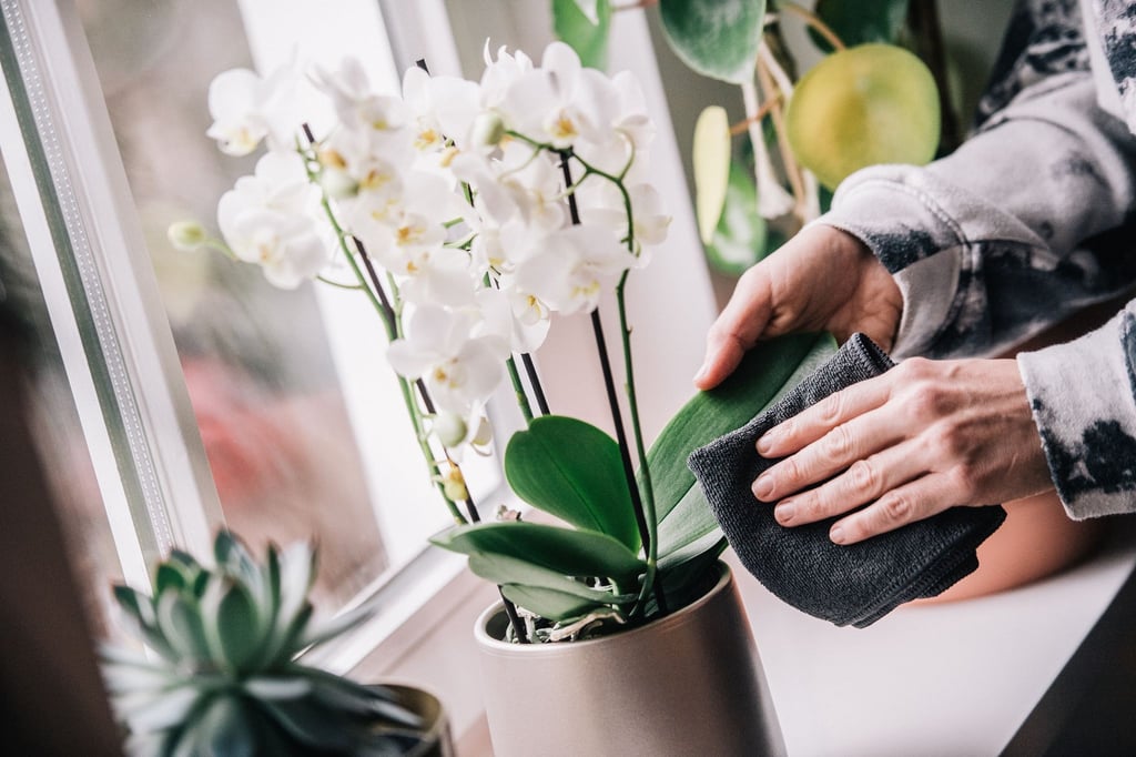 Orchideenblätter sollten regelmäßig abgestaubt werden, damit genügend Sonnenlicht durchkommt.