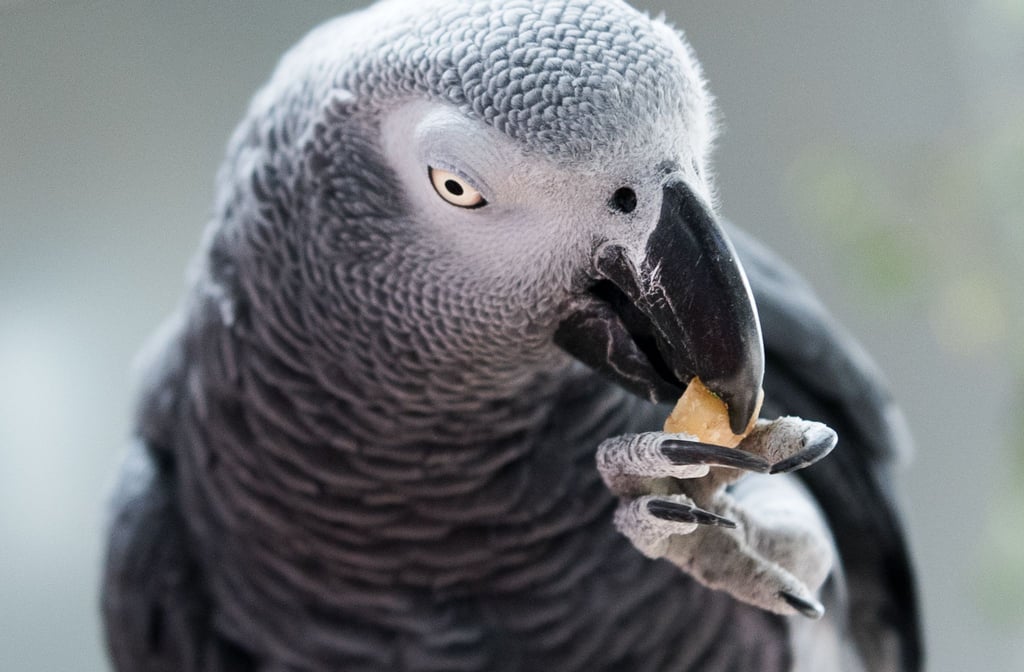 Ein Clickertraining basiert auf dem Prinzip Belohnung. Dazu sollte zuvor herausgefunden werden, was ein Leckerbissen für den Vogel ist.