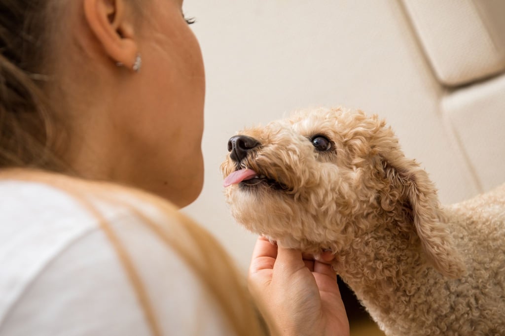 Wenn Hunde sich unwohl fühlen, zeigen sie es auf ihre Art. Hundebesitzer können die Zeichen lesen und ihrem Vierbeiner helfen, sich zu entspannen.