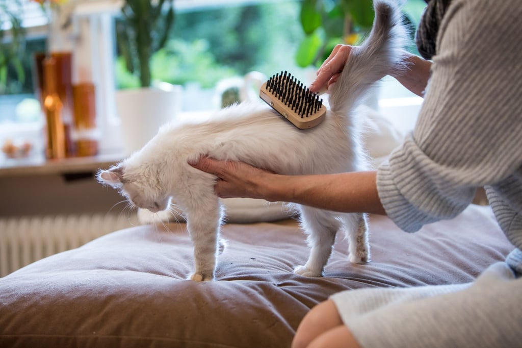 Der Fellwechsel bei Vierbeinern ist keine kurze Angelegenheit, sondern zieht sich über Wochen hin. Dann sollte die Katze täglich gebürstet werden.