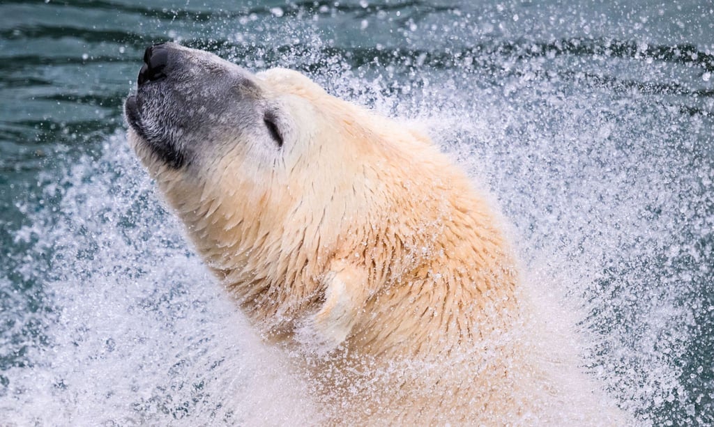 Ein Eisbär schüttelt im Zoo Hannover Wasser aus seinem Fell. In vielen Zoos kann man Tierpatin oder Tierpate werden.