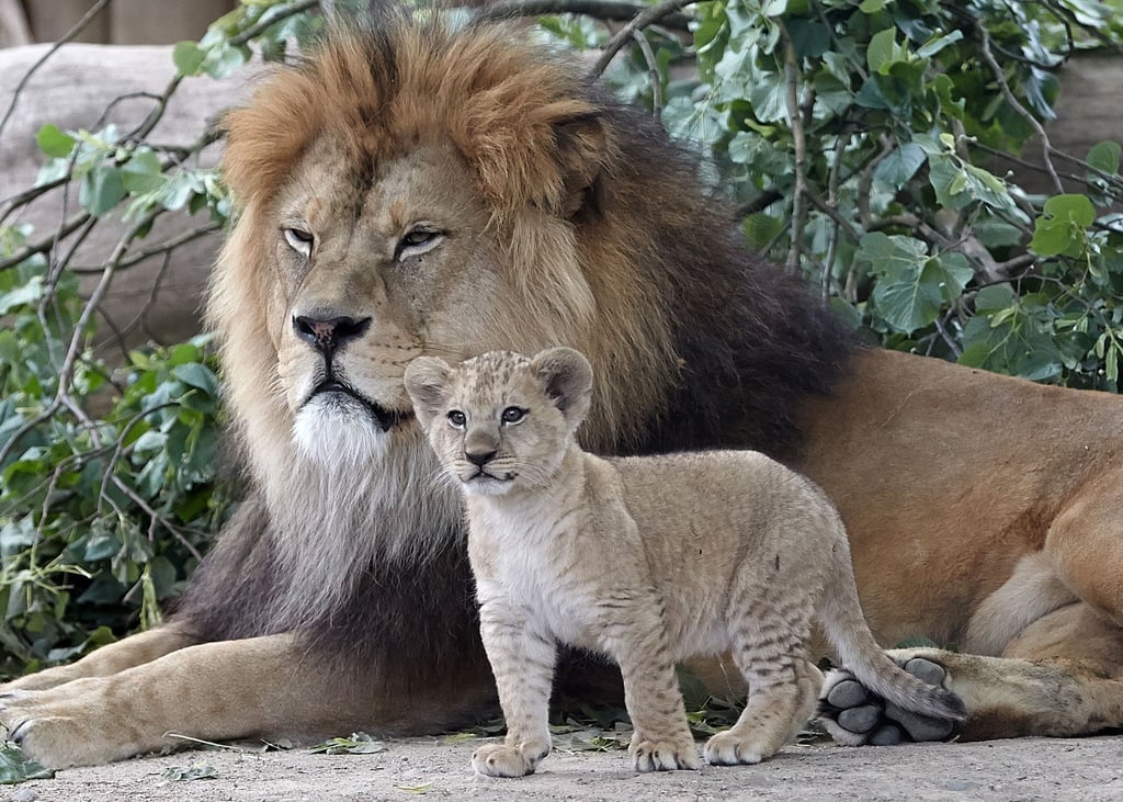 Ein Berberlöwen-Baby steht im Zoo in Neuwied neben seinem Vater. Die Berberlöwen sind eine Attraktion des Zoos.
