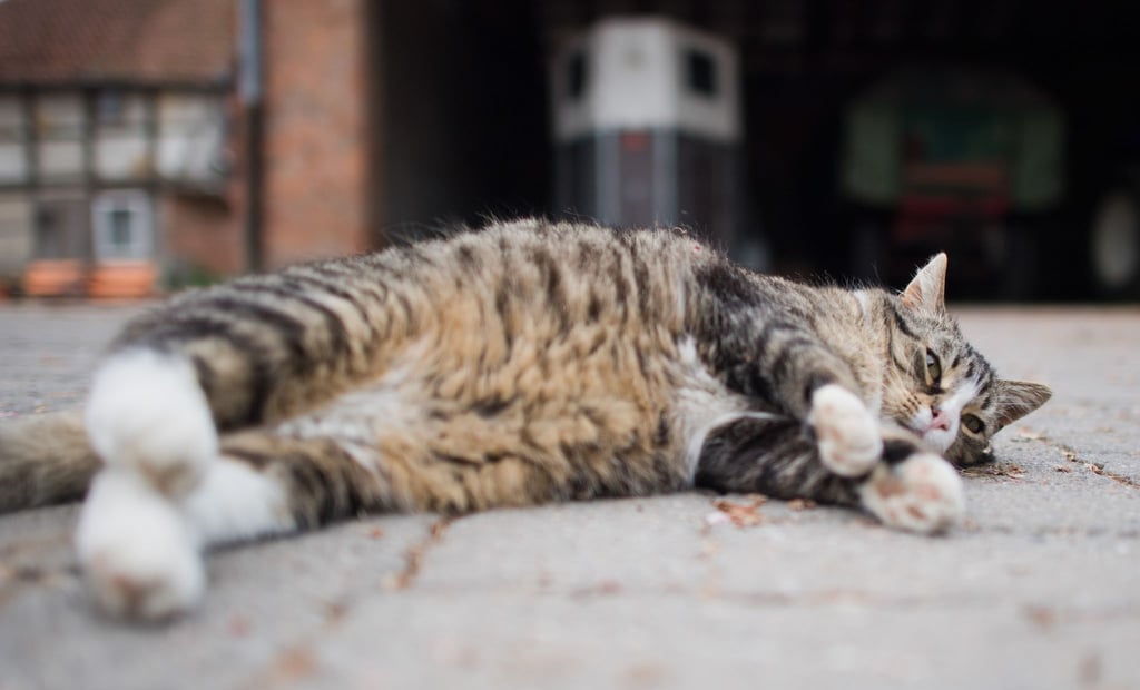 Auch im zweiten Coronajahr boomte die Heimtierbranche - Haustierhalter gaben sogar noch einmal fast 10 Prozent mehr aus als im Vorjahr. Das beliebteste Haustier ist nach wie vor die Katze.