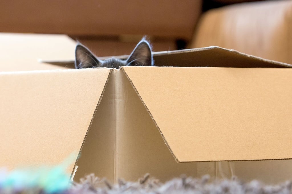 Ein Karton kann mit zerknüllten Bällen aus verschiedenen Papiersorten, Heu oder Stoffresten gefüllt werden. Das Rascheln macht die Katzen neugierig.