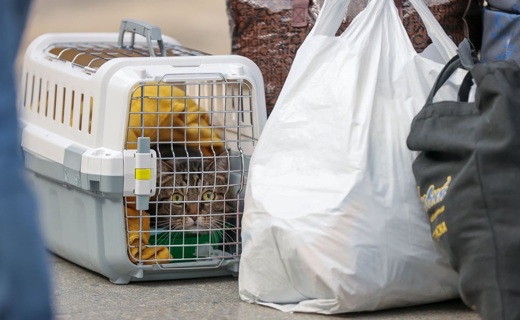 Am Leipziger Hauptbahnhof kommen Geflüchtete aus der Ukraine an. Einige haben auch ihre Haustiere dabei. Das Risiko eines Tollwut-Eintrags schätzt das FLI aber als gering ein.