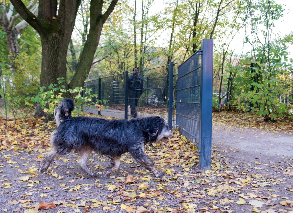 Unter anderem am Magdeburger Schroteufer in Stadtfeld grenzt ein solcher Zaun eine Magdeburger Hundewiese vom Rad- und Fußweg ab, um Konflikte zwischen Mensch und Tier zu vermeiden.