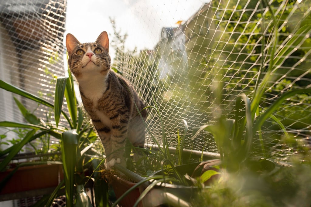 Katze Cookie sitzt auf dem Geländer eines Balkons, der mit einem Katzennetz gesichert ist. Schwarze Netze fallen allerdings weniger auf als weiße oder transparente.