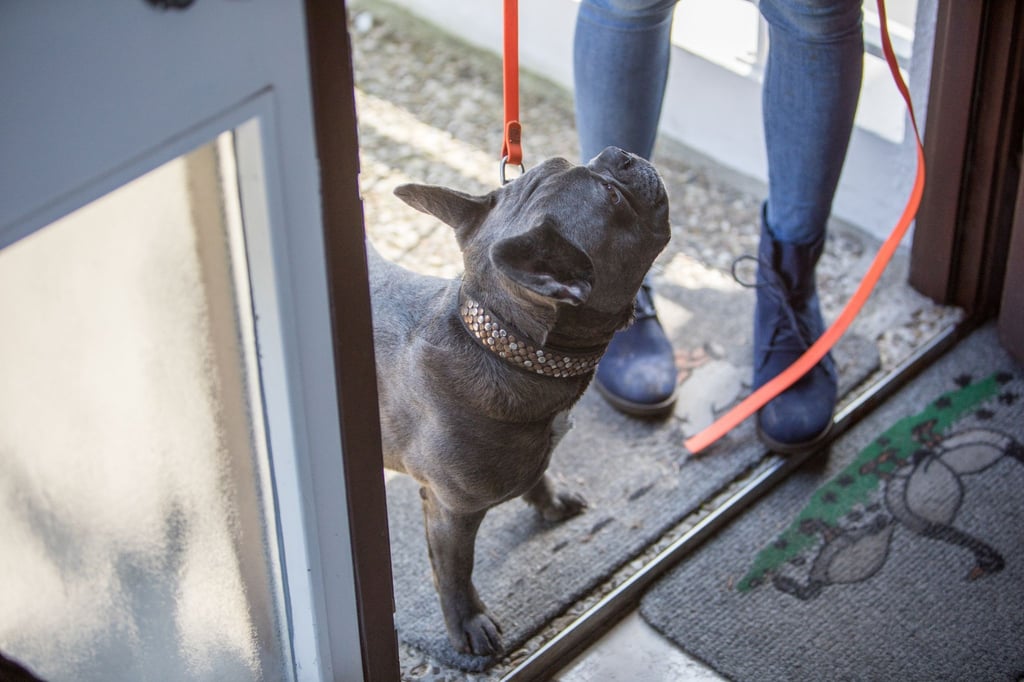 Wenn ein Tier, wie die Französische Bulldogge, in einem Tierheim abgegeben wird, kann es viele Gründe haben: plötzliche Allergie, zu viel Arbeit oder zu wenig Geld.