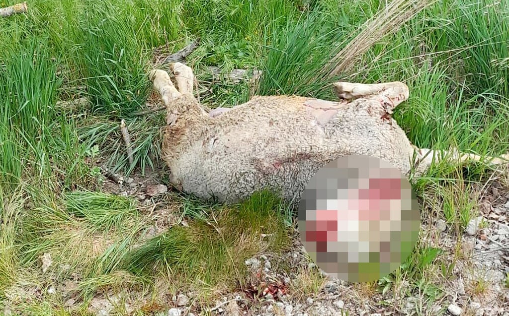 Die in Rodleben gerissenen Schafe wiesen eindeutig die sauberen, präzisen Kehlbisse auf, die auf einen Wolfsangriff hinweisen.