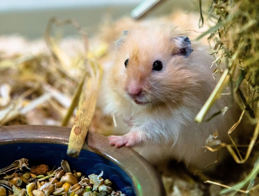 Wer seinem Goldhamster (Mesocricetus auratus) auch mal Freilauf bieten will, muss richtig aufpassen: Er passt durch kleinste Löcher.