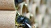 Zwei Gehörnte Mauerbienen sind auf Brutröhrchen zu sehen. Auch Bambusröhrchen oder hohle Äste eignen sich für Insektenhotel. Magdeburger können den Bau bei einem Projekt lernen. 