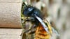 Zwei Gehörnte Mauerbienen sind auf Brutröhrchen zu sehen. Auch Bambusröhrchen oder hohle Äste eignen sich für Insektenhotel. Magdeburger können den Bau bei einem Projekt lernen. 