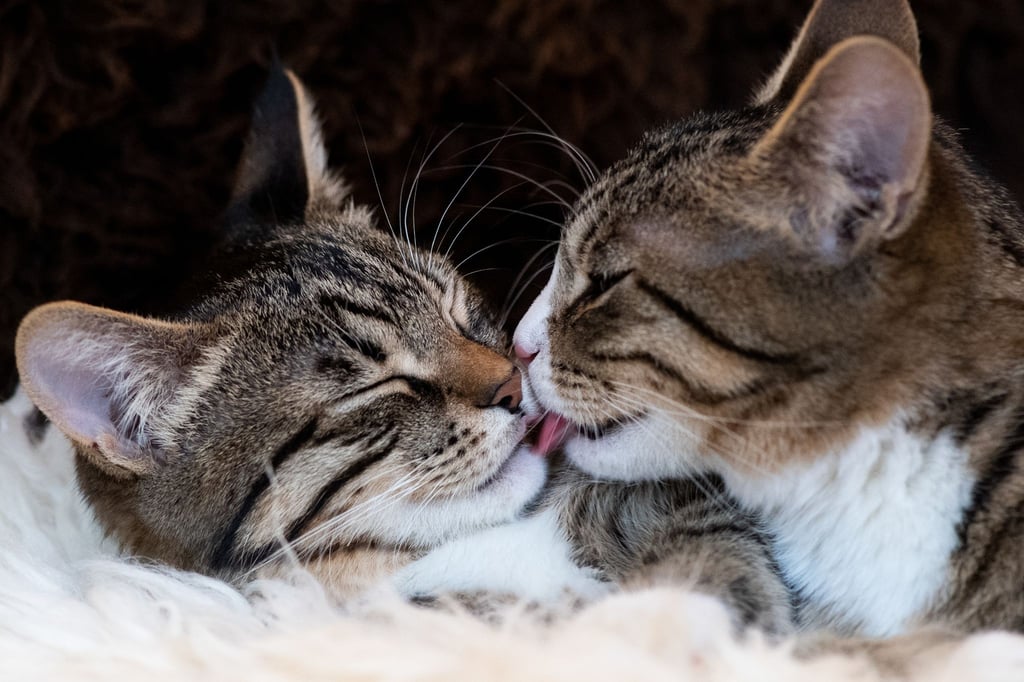 Können sich die Stubentiger gut riechen? Beim Zusammenstellen einer Katzen-WG sollte man auch auf ähnliche Temperamente achten.