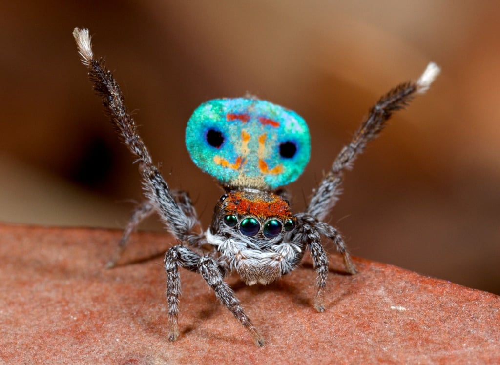 Eine männliche Pfauenspinne, Maratus amabilis, hebt die Beine und sein gemustertes Hinterleib beim Balz nach oben.