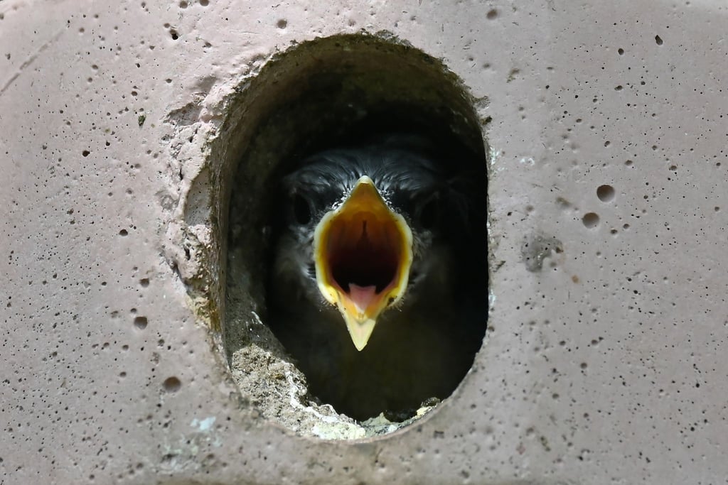 Ein Kleiber-Jungtier schaut aus seinem Vogelhäuschen und reißt hungrig seinen Schnabel auf. Auch wenn die Jungvögel laut piepen: Hilfe vom Menschen brauchen sie in der Regel nicht.