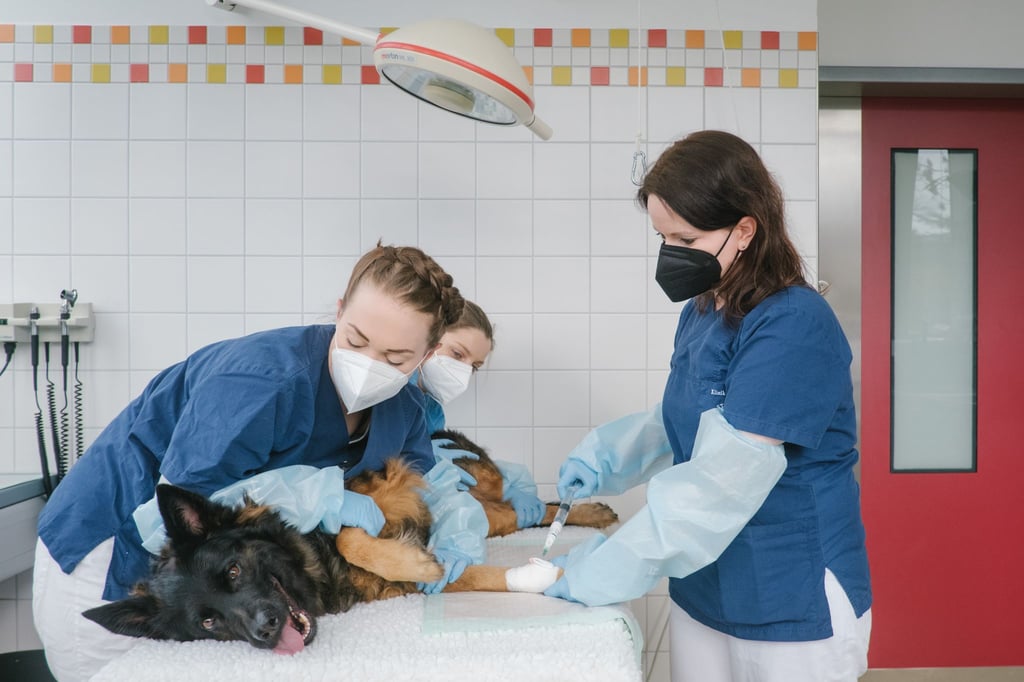 Verena Nerschbach (r), Fachtierärztin für Kleintiere in der Abteilung für Onkologie der Tierärztlichen Hochschule Hannover verabreicht einer Schäferhündin während der Chemotherapie das Zytostatikum Vincristin.