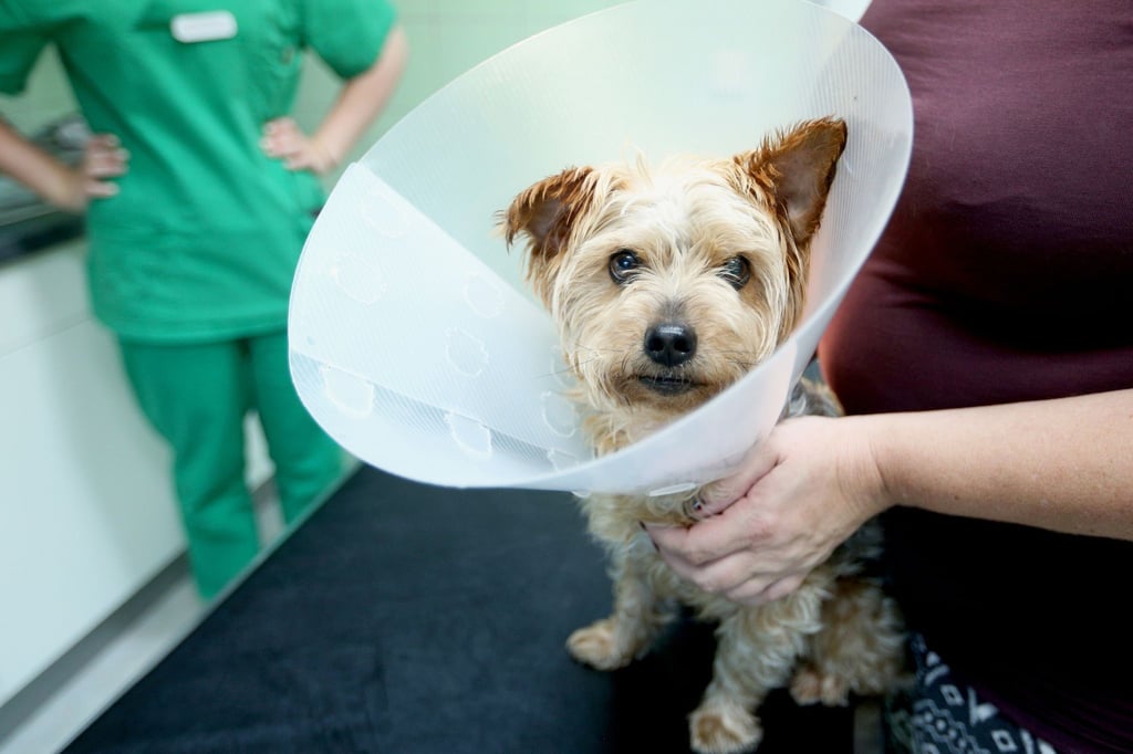 Muss ein Hund operiert werden, wird es oft richtig teuer. Daher raten Verbraucherschützer zu einer Operationsversicherung. Sie sind um ein Drittel günstiger als Krankenversicherungen.