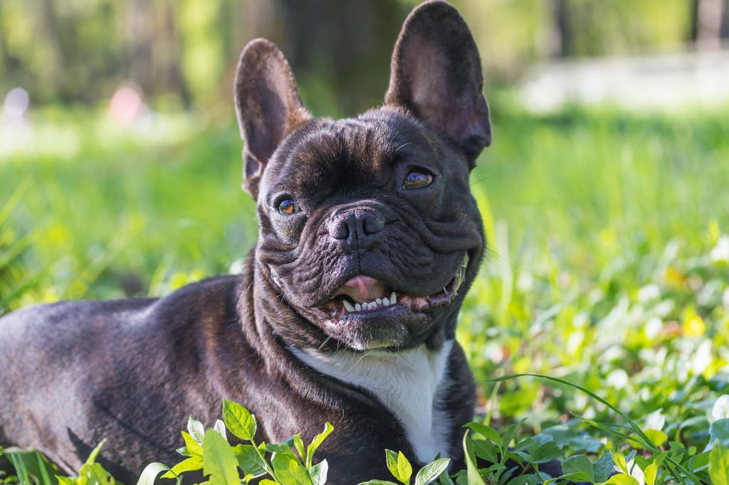 Gesucht wird der Halter einer schwarzen Bulldogge (Symbolbild)