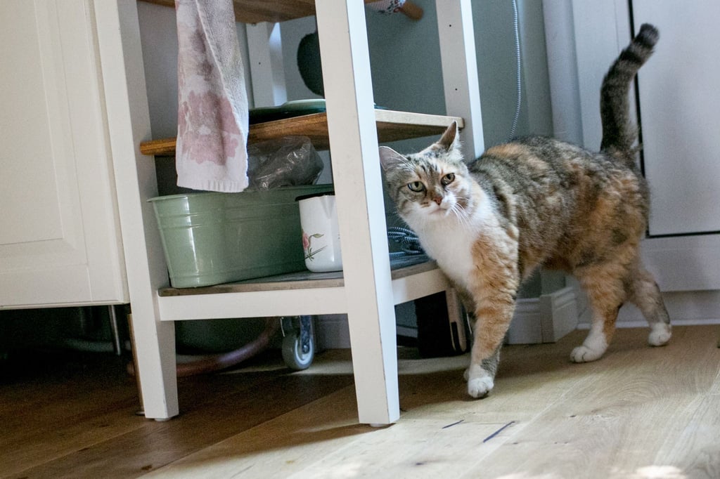 Wer mit antibakteriellen und desinfizierenden Mitteln mit kationischen Tensiden putzt, kann seiner Katze schaden.