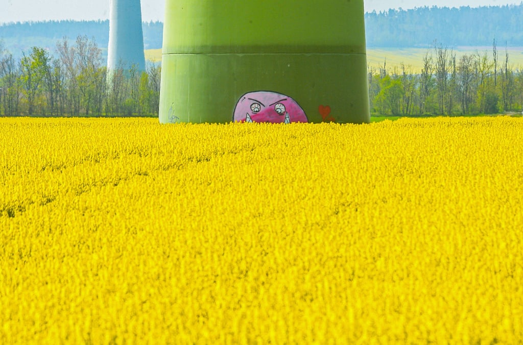 Der Raps steht zurzeit auf vielen Feldern in voller Blüte. Das Öl der gelben Pflanze ist hingegen seit einigen Wochen knapp.