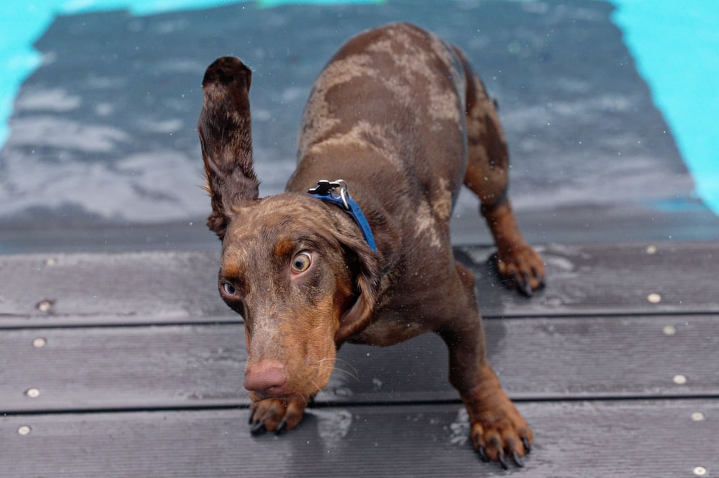 Ein Dackel schüttelt sein nasses Fell. Mittelgroße Hunde verursachen im Jahr durchschnittlich 1050 Kilogramm CO2.