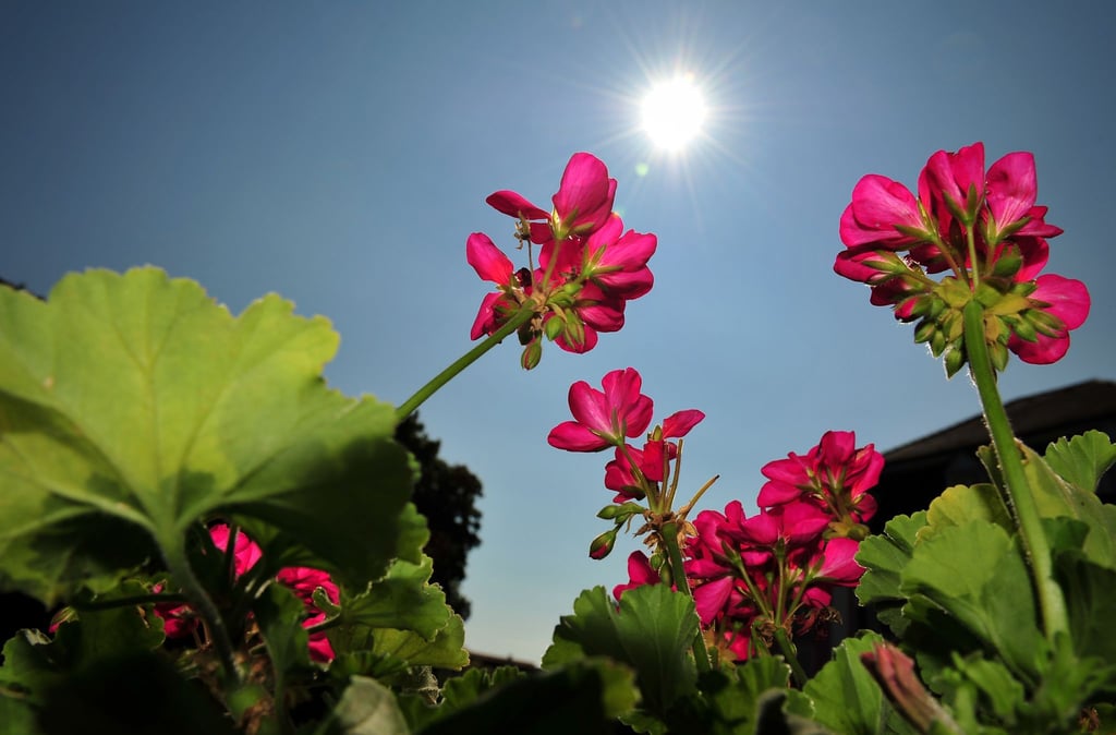 Geranien brauchen viel Sonne, um viele Knospen zu bilden.