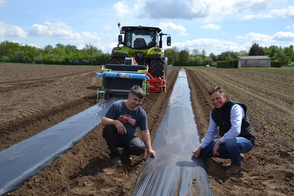 Stefan Peter und Dr. Klaus Nehring bauen Süßkartoffeln an.