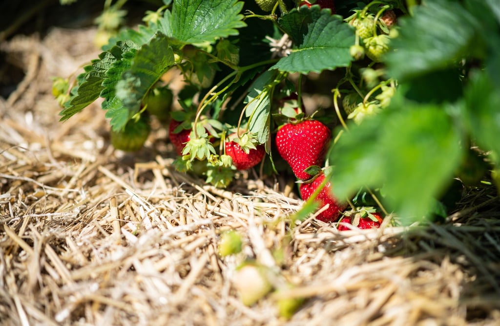 Eine Lage Stroh um die Erdbeeren hat viele Vorteile für die Pflanze.