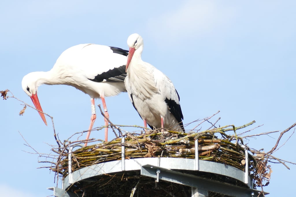 Das Miester Storchenpaar bezog den neu gemachten Horst bereits im Januar dieses Jahres. Foto: Frank Palmdorf
