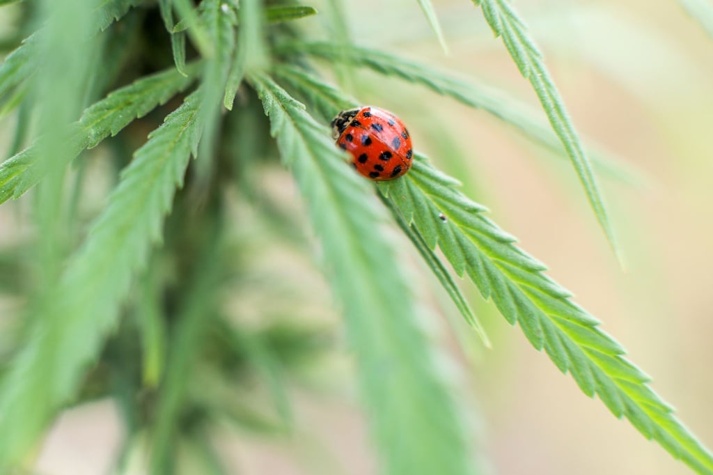 Das typische Blatt einer Cannabispflanze