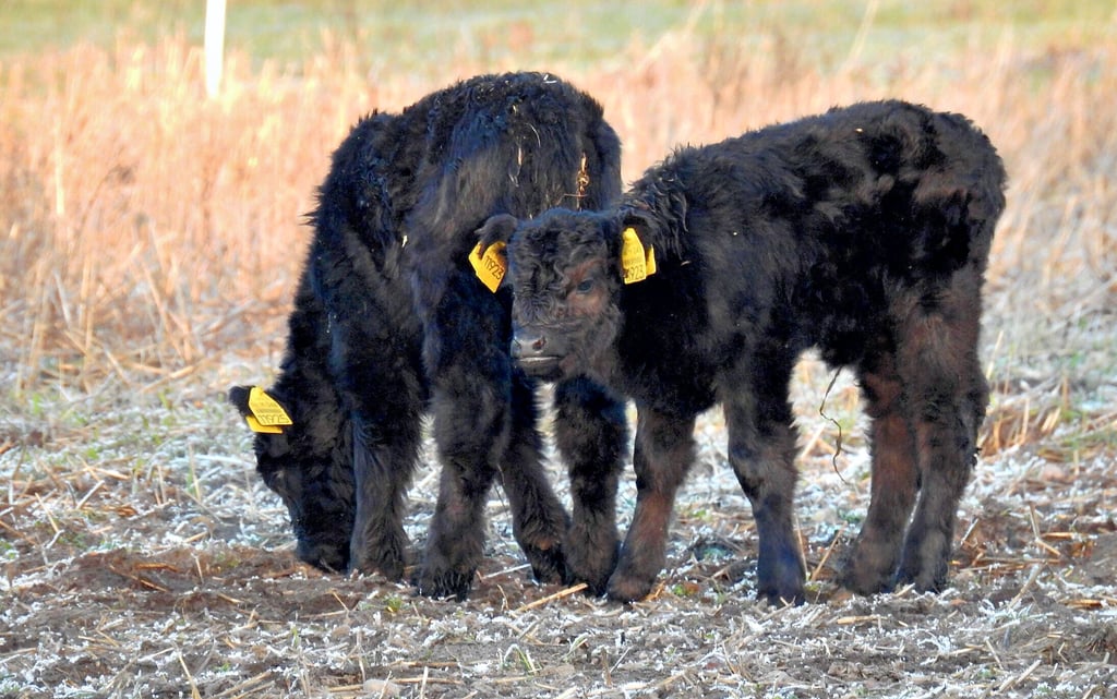 Kaum geboren, schon auf der Weide im Drömling: Die jungen Kälber aus der Galloway-Zucht der Familie Lauenroth-Mago.
