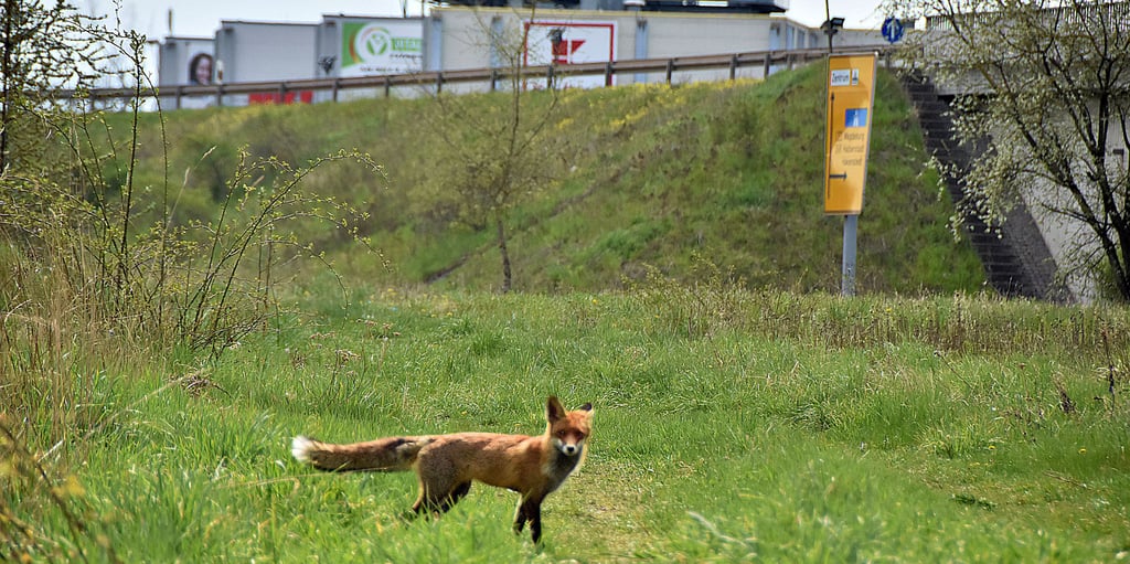 Kamerascheu ist dieser Fuchs nicht, denn er lässt die Fotografin im Gewerbegebiet bis auf wenige Meter an sich heran.