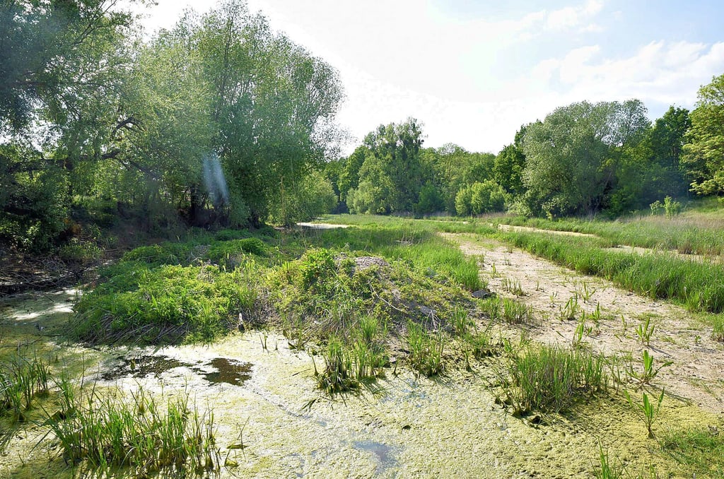 Die „Große Dorfsee" von Groß Rosenburg. Im Rahmen der Hochwasserschadensanierung sei laut Auftraggeber Stadt Barby der Flussaltarm nach ökologischen Maßgaben saniert worden.