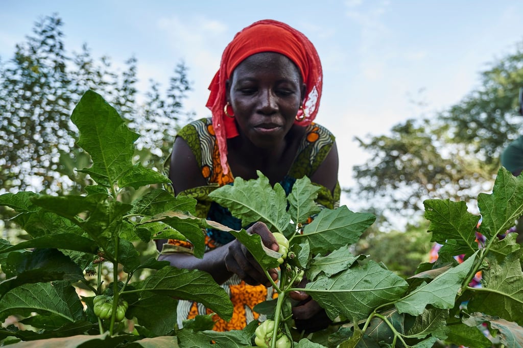 Eine Landwirtin arbeitet auf dem Feld im Rahmen eines Waldgartenprojekts von Trees for the Future in Kaffrine (Senegal).